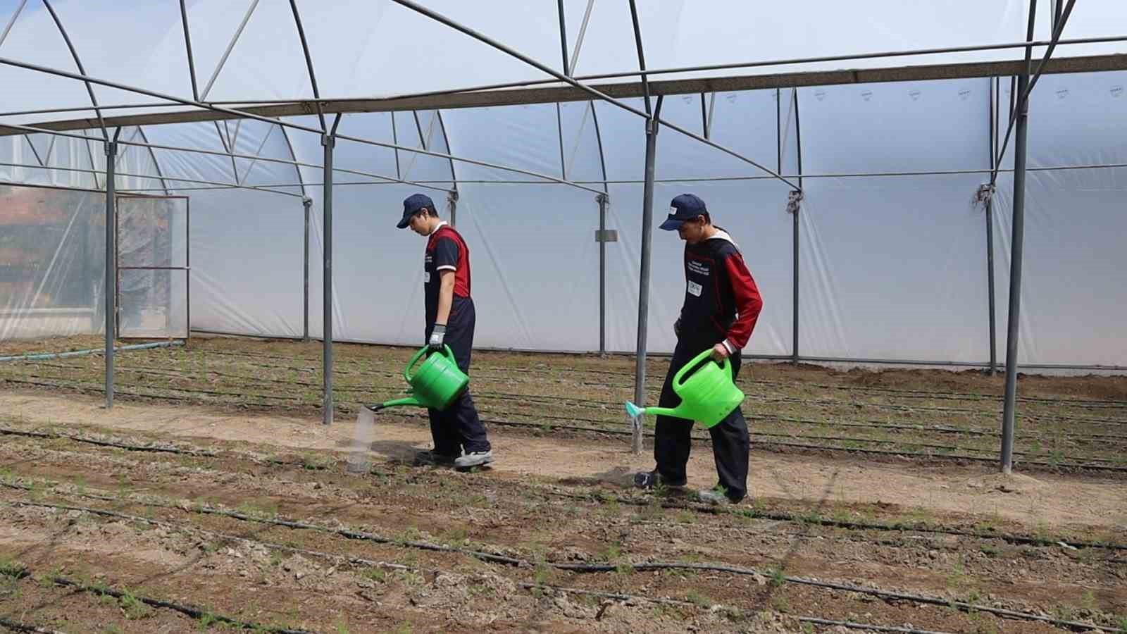 Okul bahçesinde kurulan serada öğretmen ve öğrenciler kuşkonmaz yetiştirecek