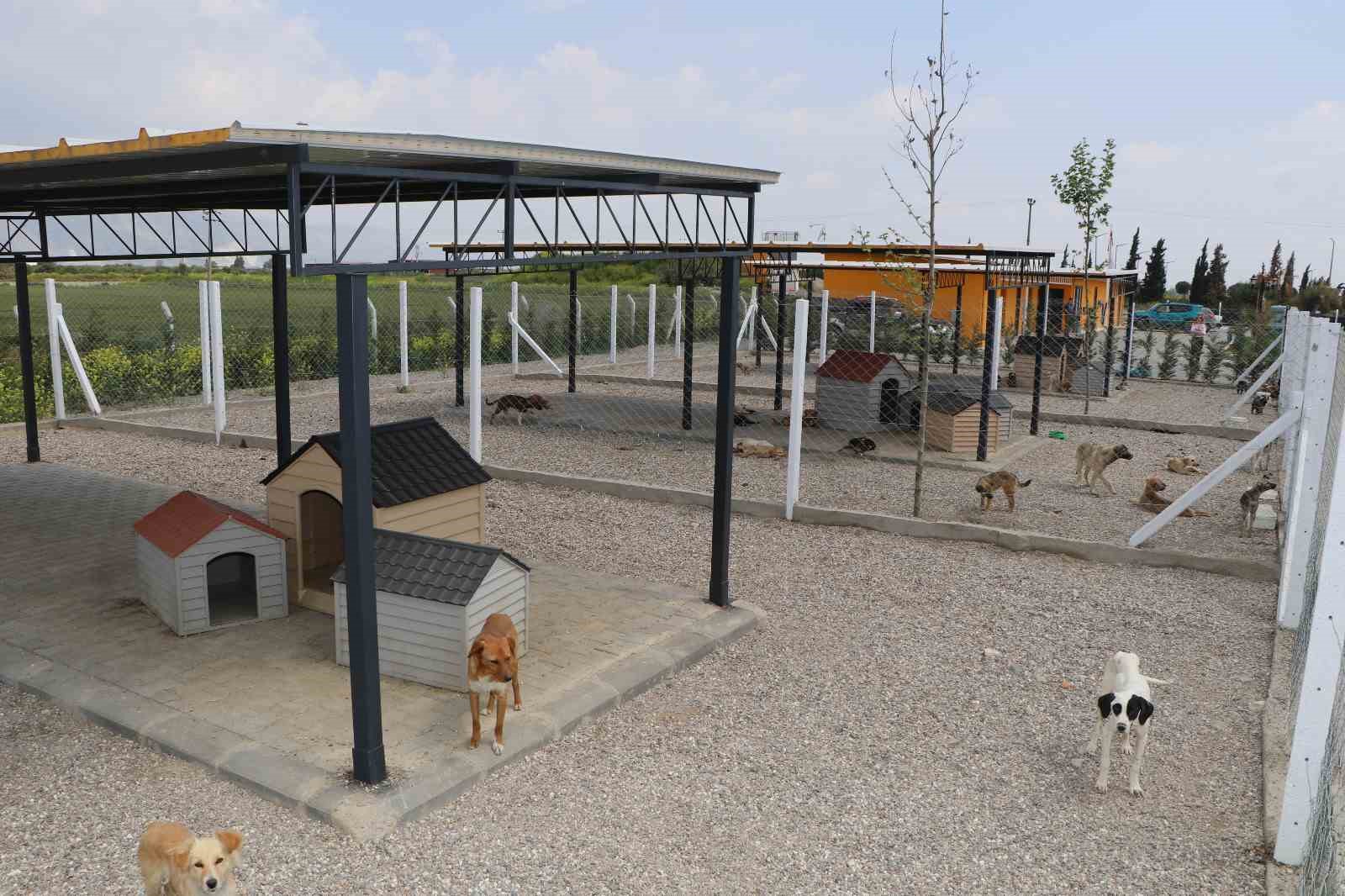 Söke Belediyesi iki aylık süreçte 170 hayvanın tedavi ve kısırlaştırmasını yaptı