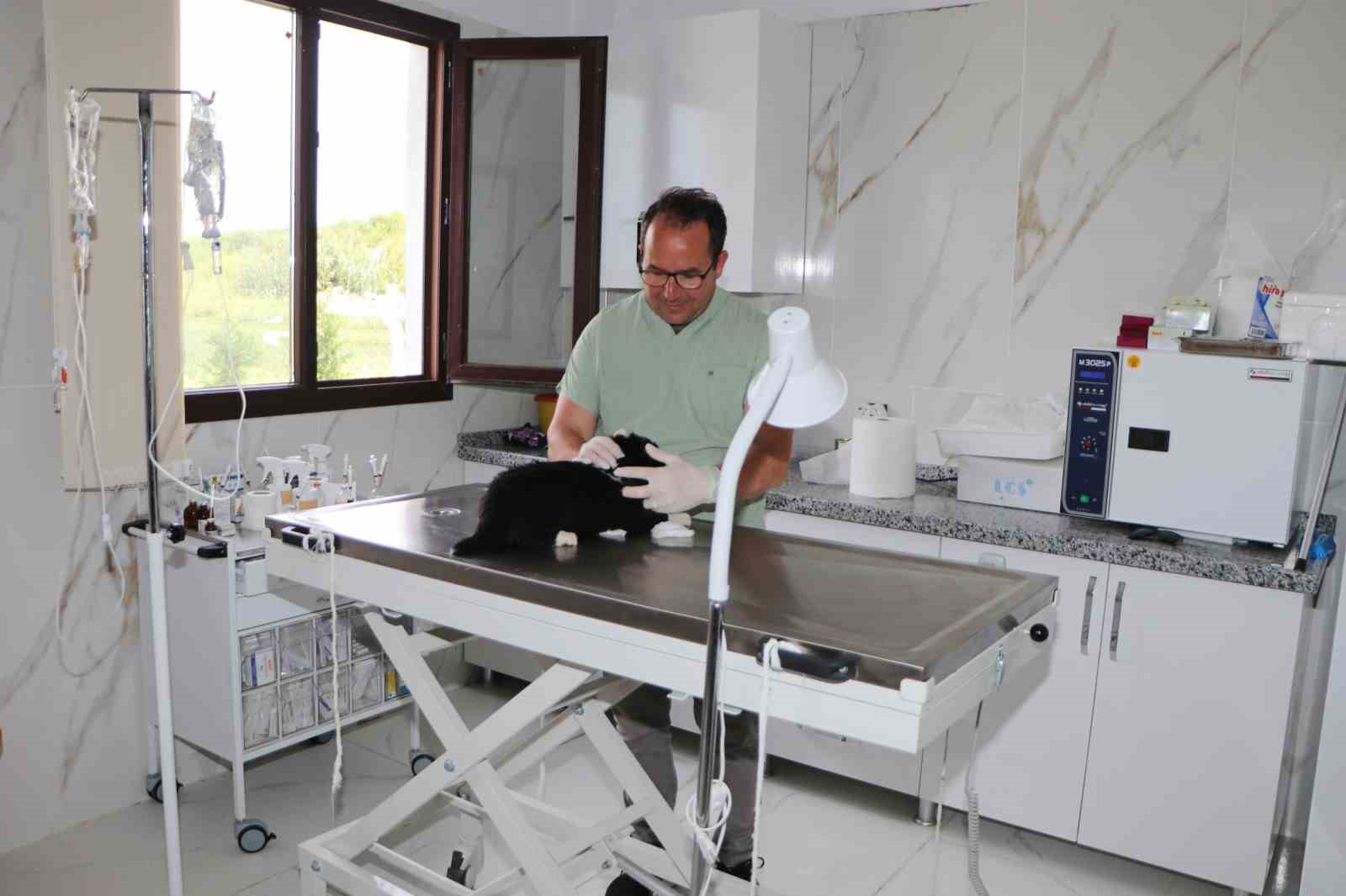 Söke Belediyesi iki aylık süreçte 170 hayvanın tedavi ve kısırlaştırmasını yaptı