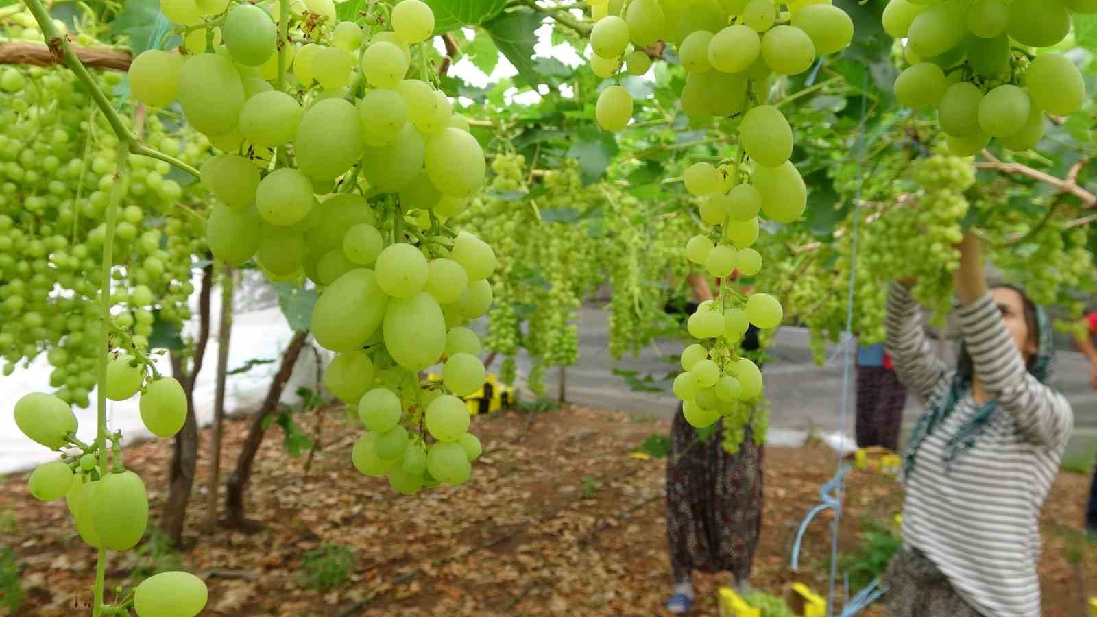 Turfanda örtü altında üzüm hasadı başladı