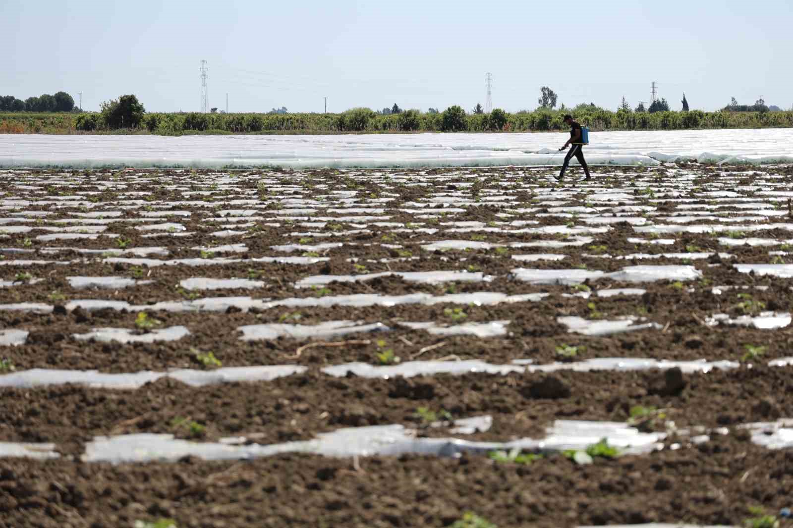 Karpuz üretiminin lideri Adana’da çiftçiler 10 lira fiyat bekliyor