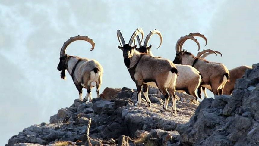 Antalya’da yaban keçileri dron ve kamera ile görüntülendi