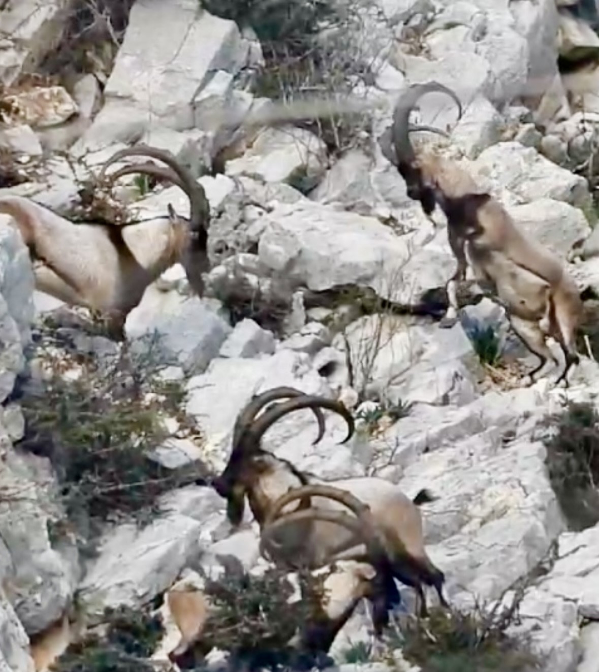 Antalya&rsquo;da yaban ke&ccedil;ileri dron ve kamera ile g&ouml;r&uuml;nt&uuml;lendi
