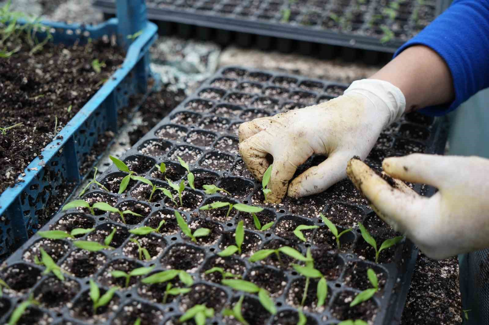 Milyonlarca sebze fidesi profesyonel ellerde üretiliyor