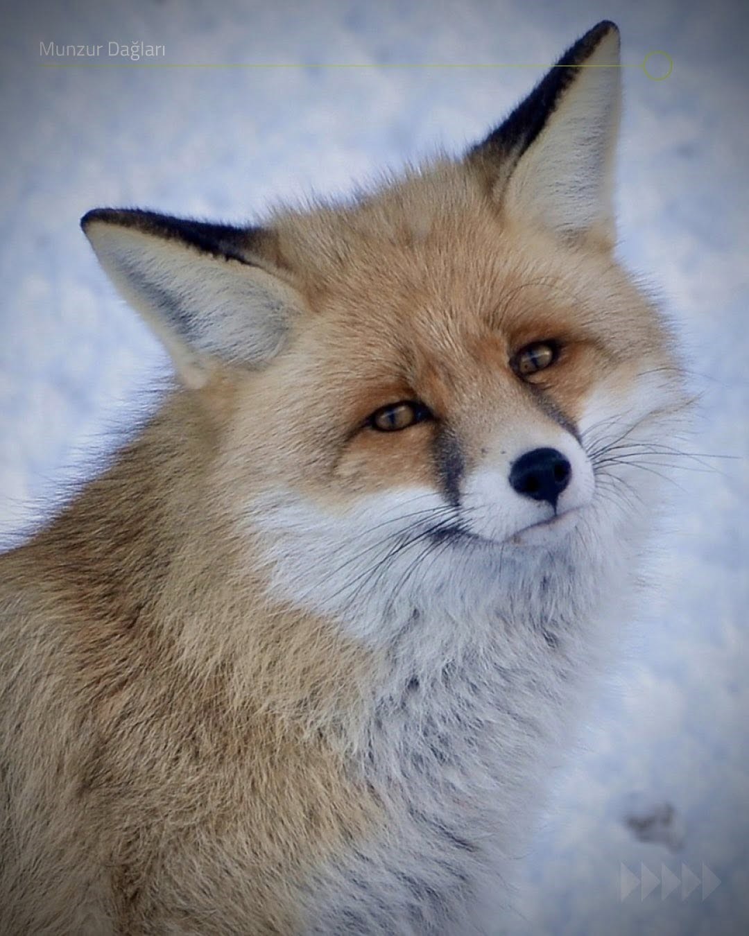 Yaban hayatı Munzur Dağlarına güzellik katıyor