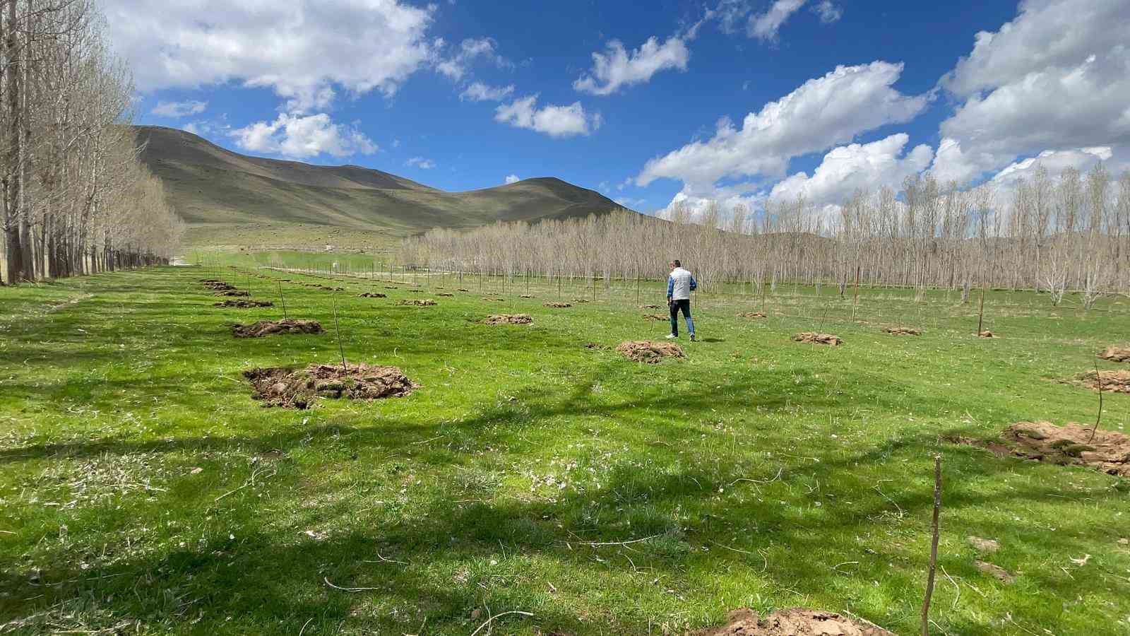 Muradiye’de meyvecilik gelişiyor