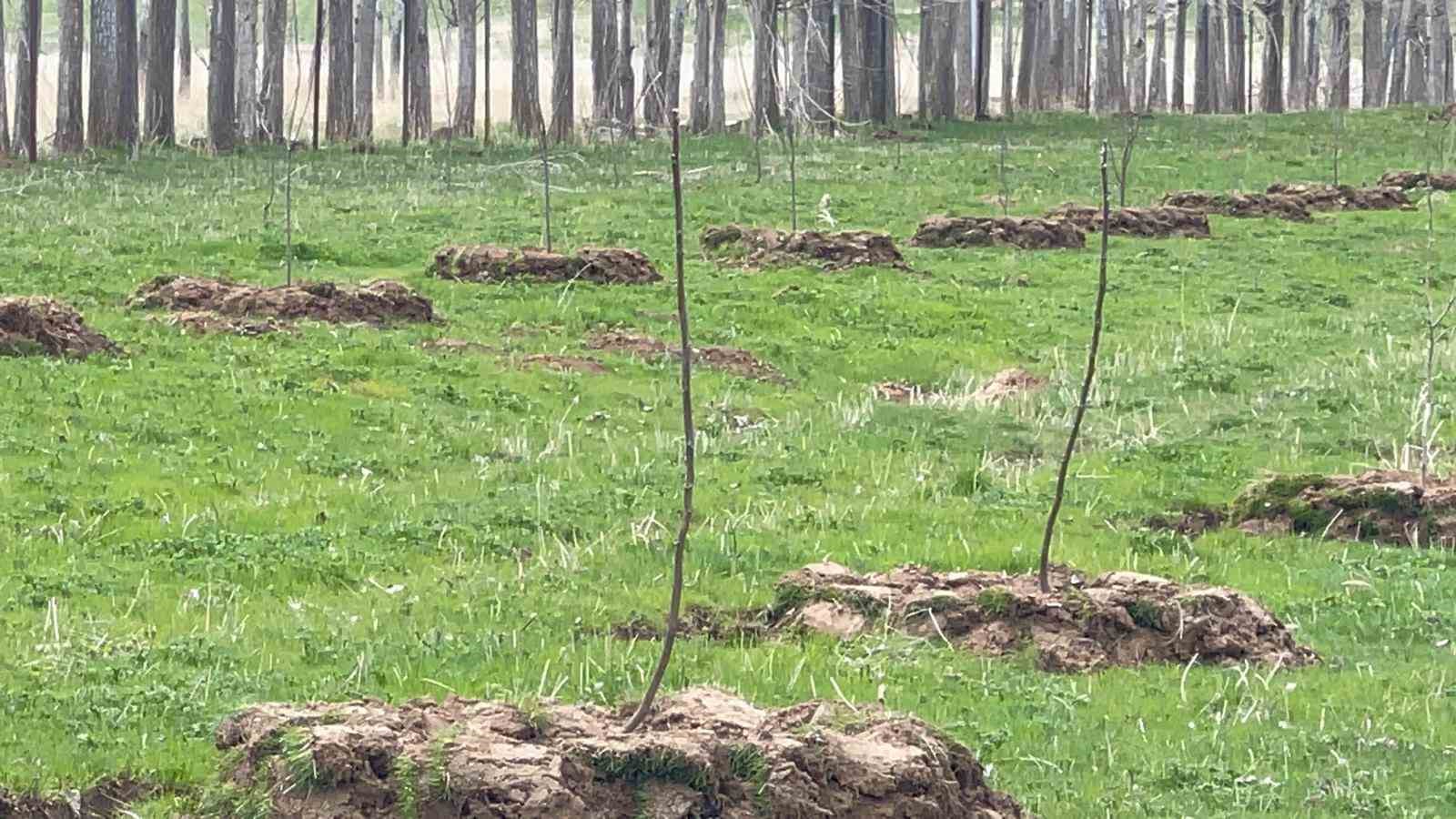 Muradiye&rsquo;de meyvecilik gelişiyor
