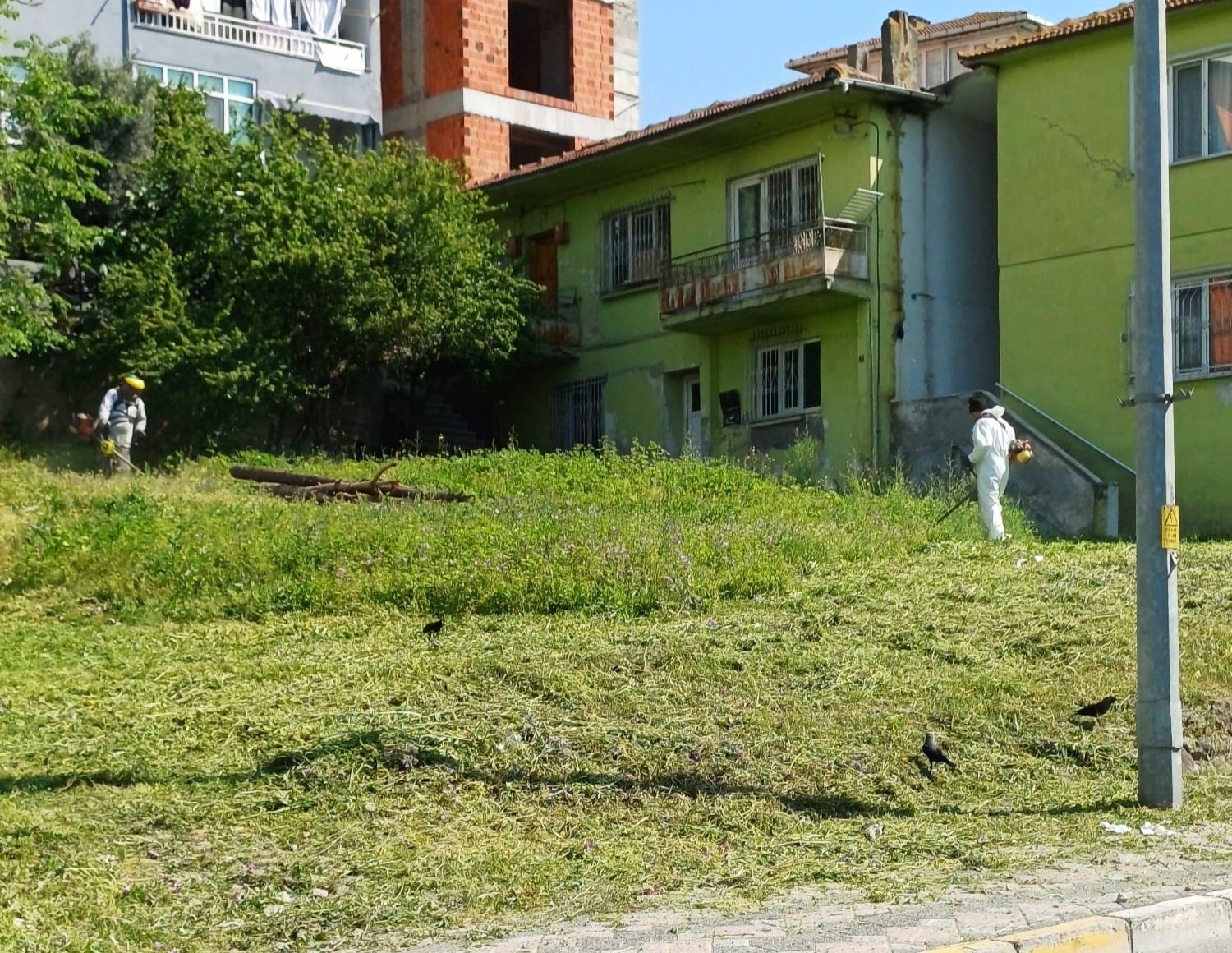 Körfez’de yabani otlarla mücadele sürüyor