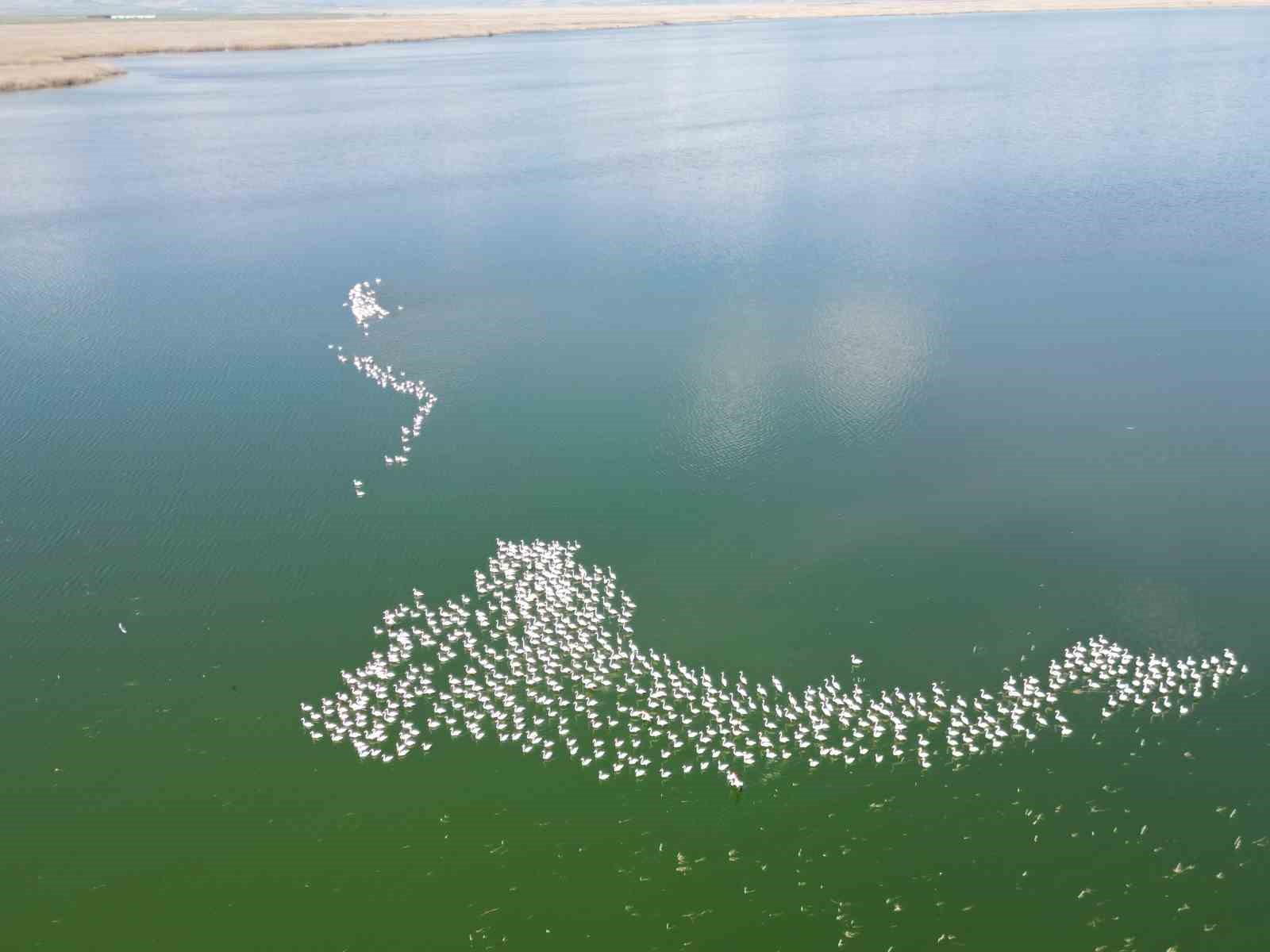 Flamingolar doğanın bahara uyanışını müjdeledi