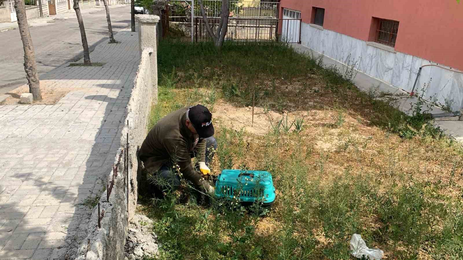 Yavruları &ouml;l&uuml; doğan anne kedi, koruma altına alındı
