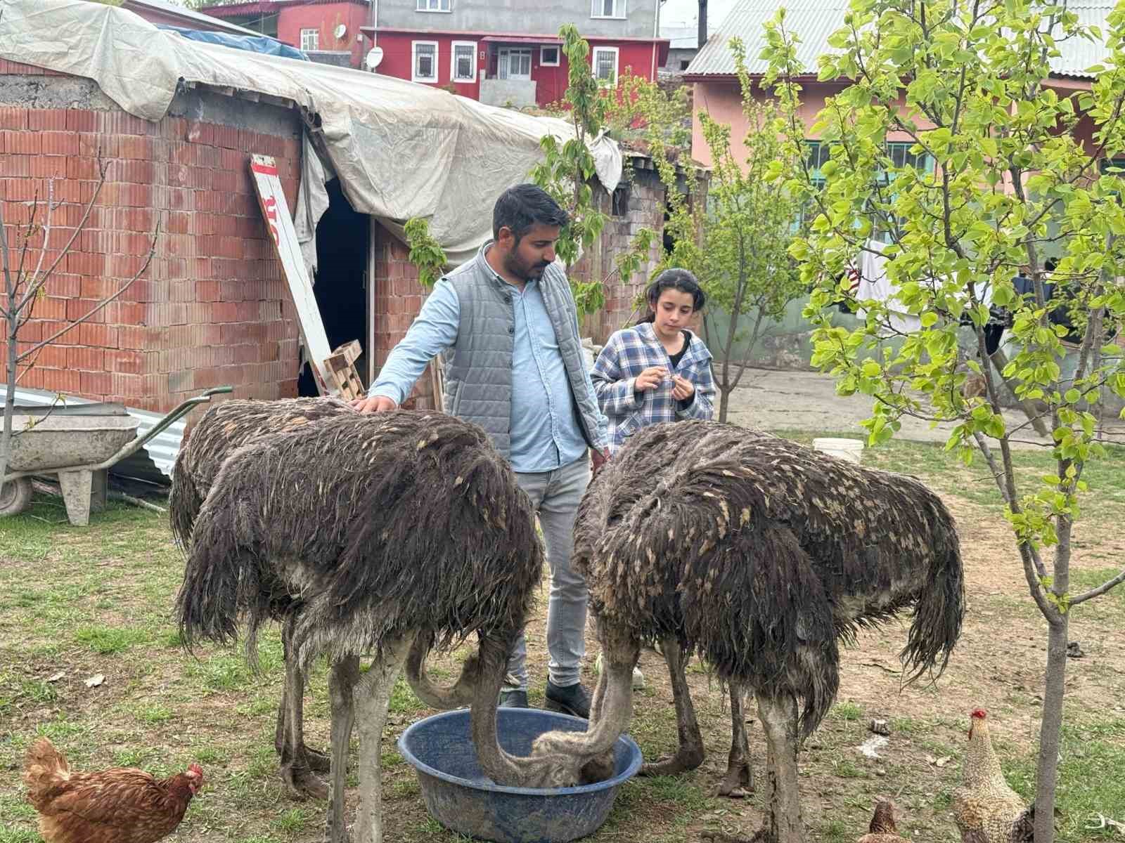 Deve kuşları Tuzluca&rsquo;nın yeni maskotları oldu
