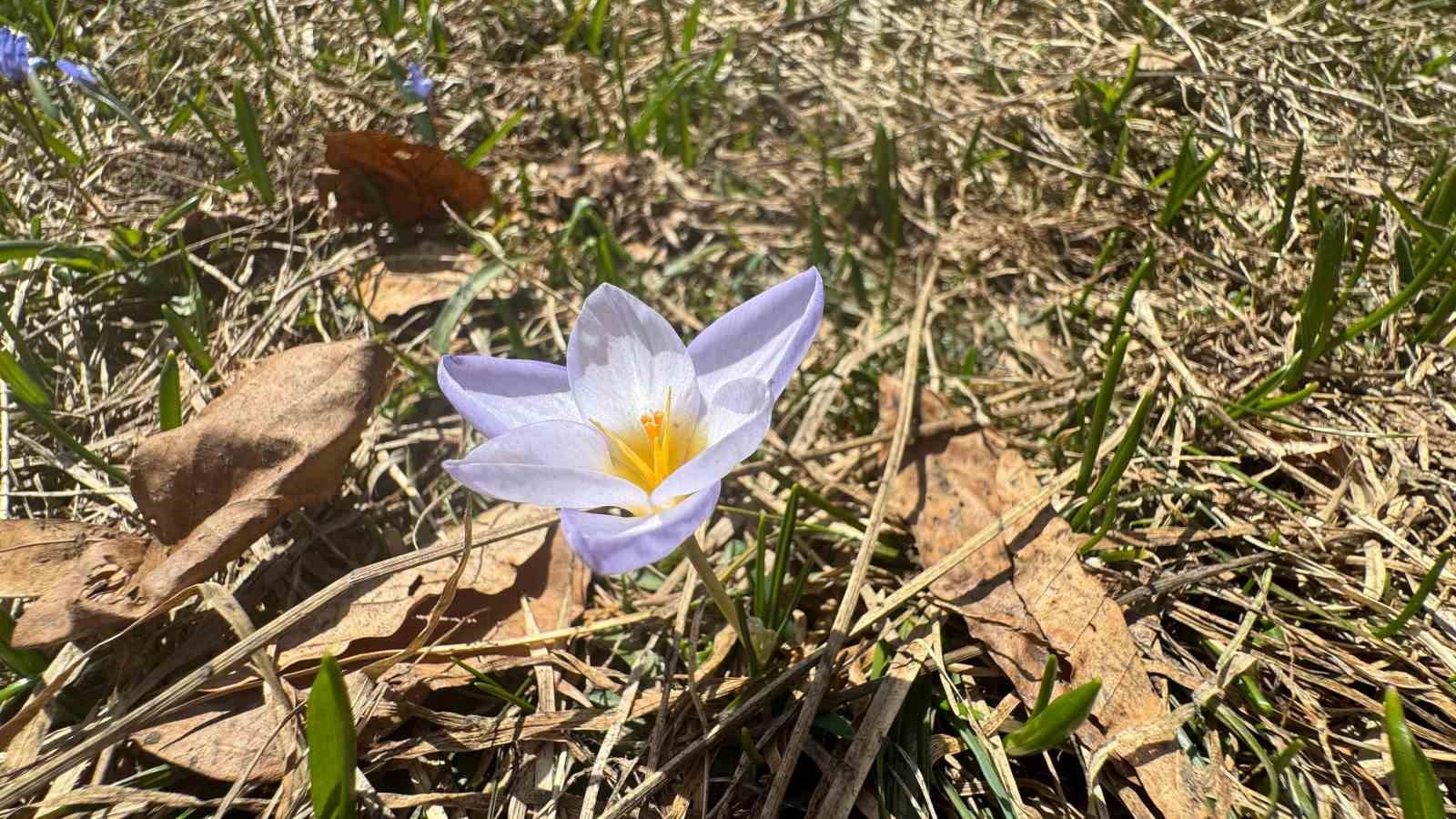 Dünyada sadece Kocaeli’de var: "Kesinlikle yenilmemeli, kopartılmamalıdır"