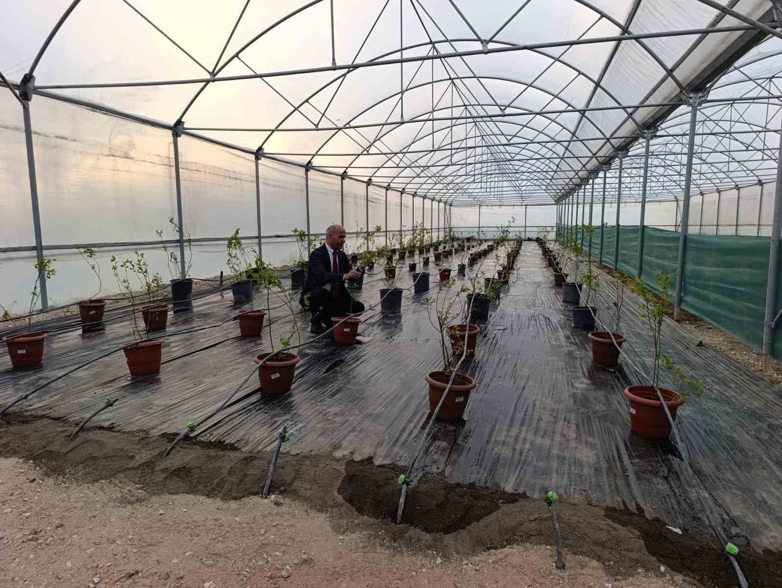 Niğde’de yaban mersini üretimi başladı