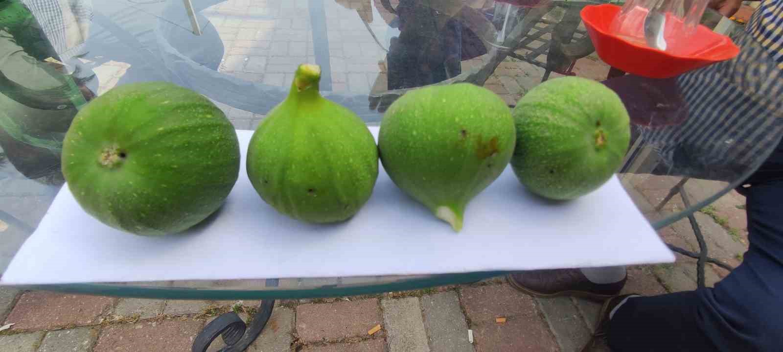 İncir &uuml;reticileri &rsquo;siyah sineğe&rsquo; karşı uyarıldı
