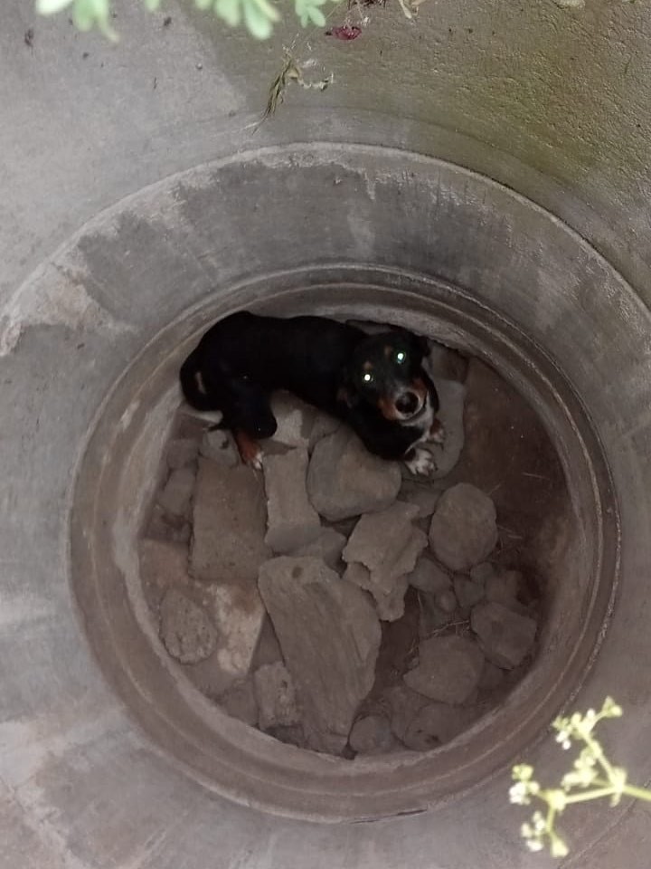 Erzin’de kuyuya düşen köpeği itfaiye kurtardı