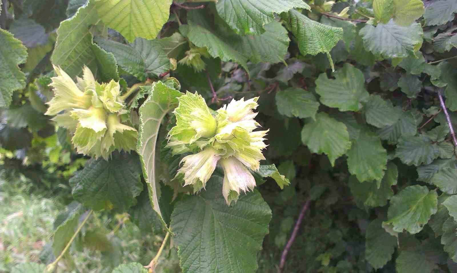 Fındık üreticisine ‘küllenme’ uyarısı