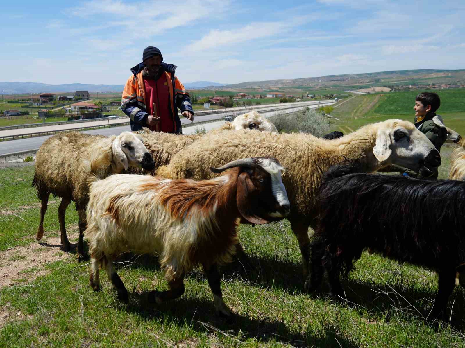 Küçükbaş hayvanların peşinde geçen ömür: "Çocuklarımız gibi bakıyoruz"