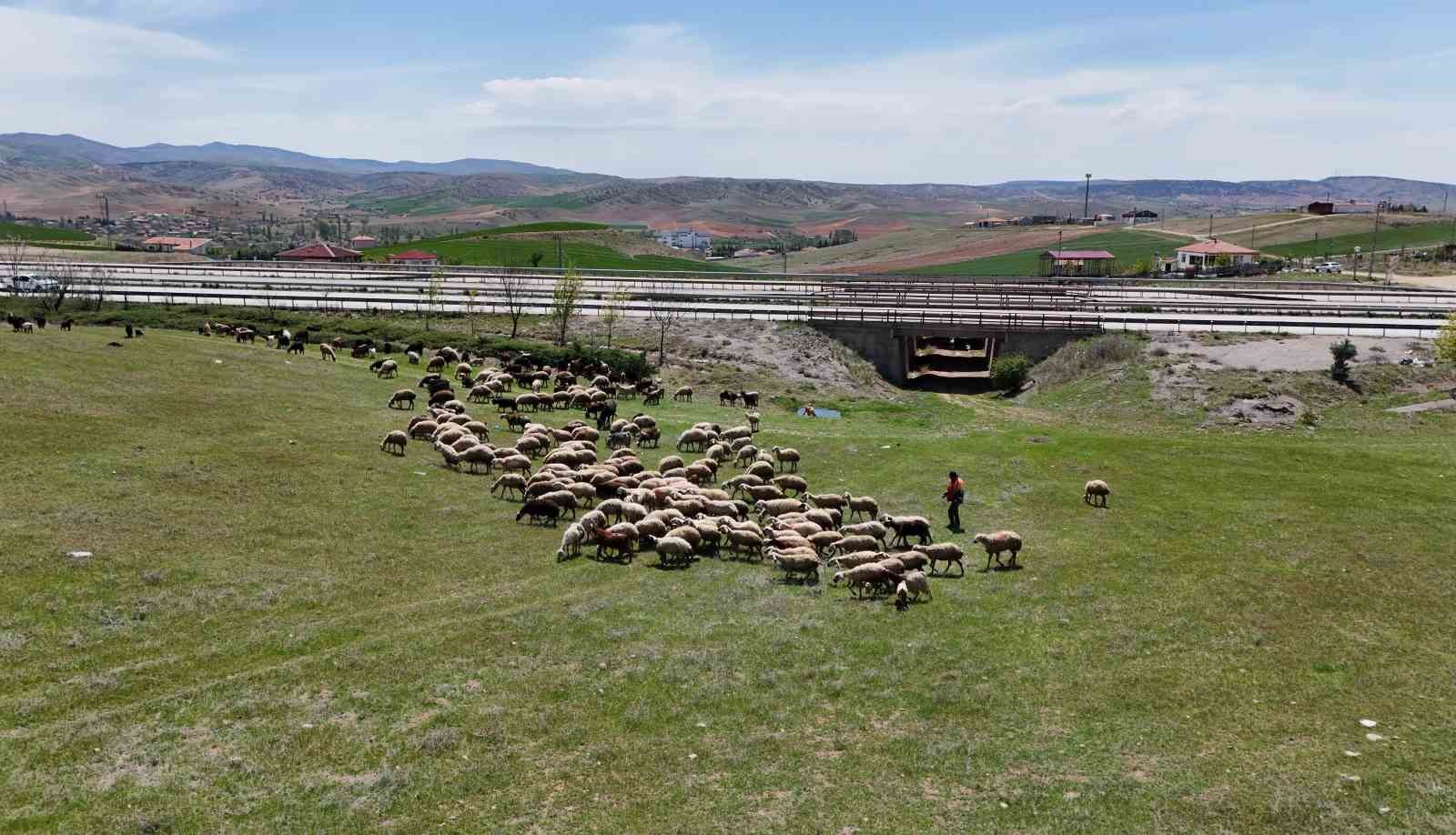 K&uuml;&ccedil;&uuml;kbaş hayvanların peşinde ge&ccedil;en &ouml;m&uuml;r: "&Ccedil;ocuklarımız gibi bakıyoruz"
