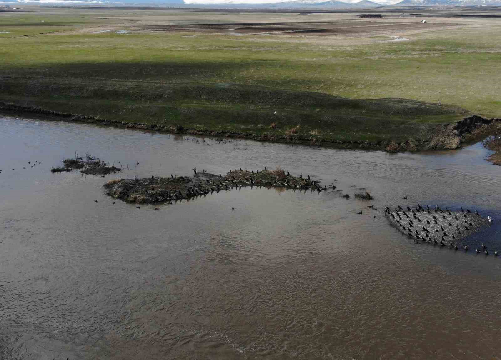 Kars’ta onlarca karabatak dinlenirken görüntülendi