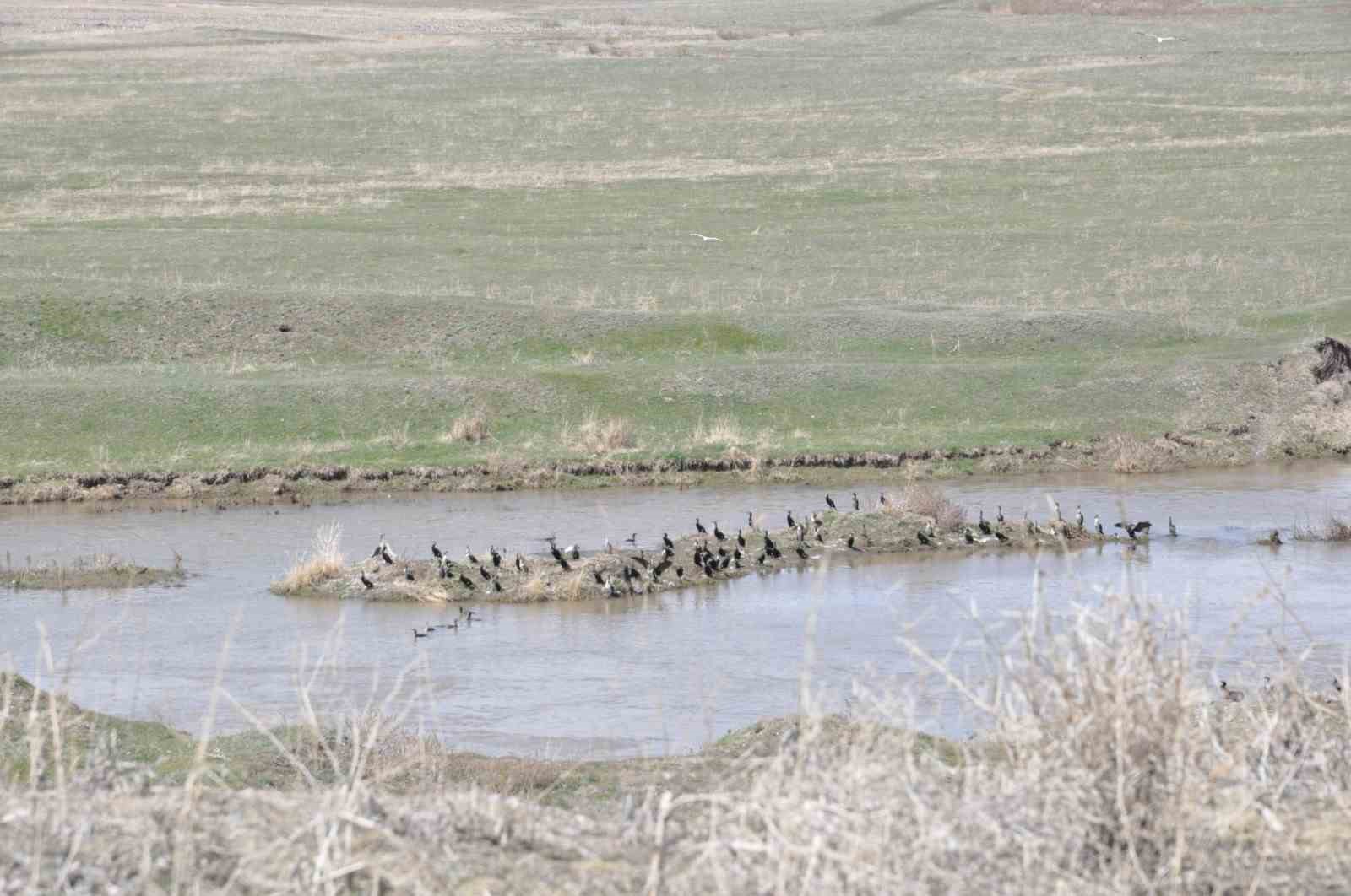 Kars&rsquo;ta onlarca karabatak dinlenirken g&ouml;r&uuml;nt&uuml;lendi

