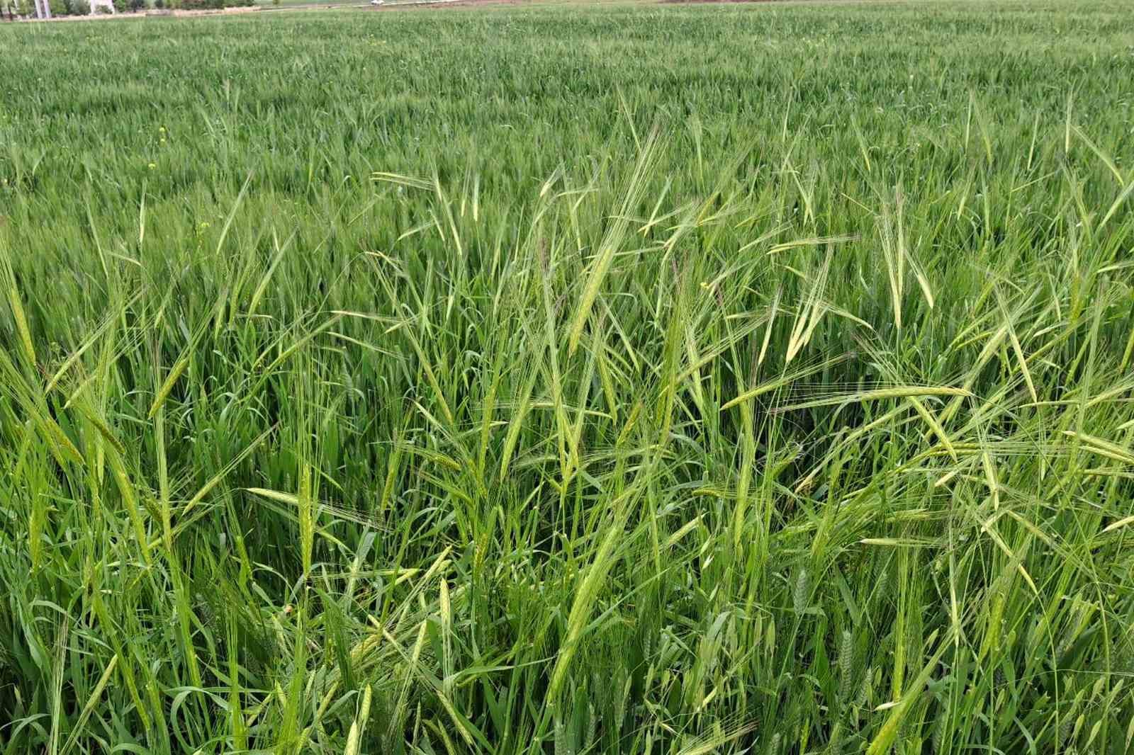 Araban’da etkili olan yağmur çiftçinin yüzünü güldürdü