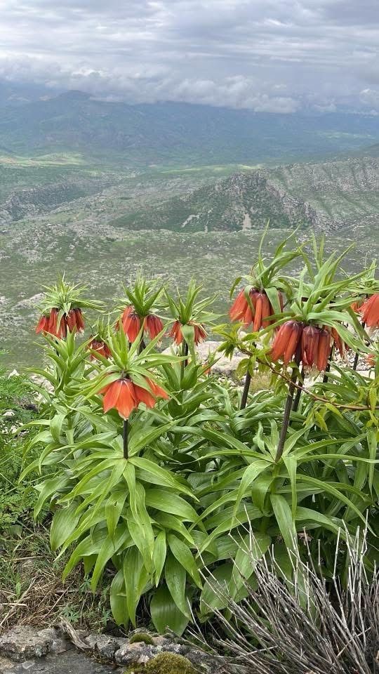 Diyarbakır’da ’ters lale’ fotoğraflandı