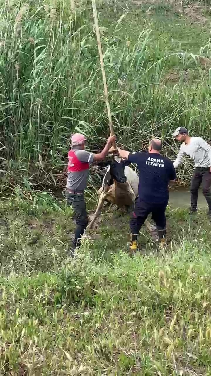 Bataklığa saplanan inek vinçle kurtarıldı