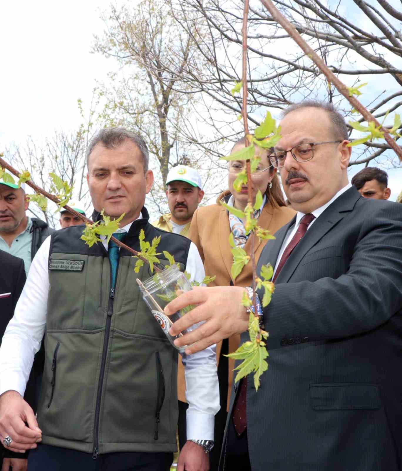 Aydın’da Kestane zararlısına karşı biyolojik mücadele
