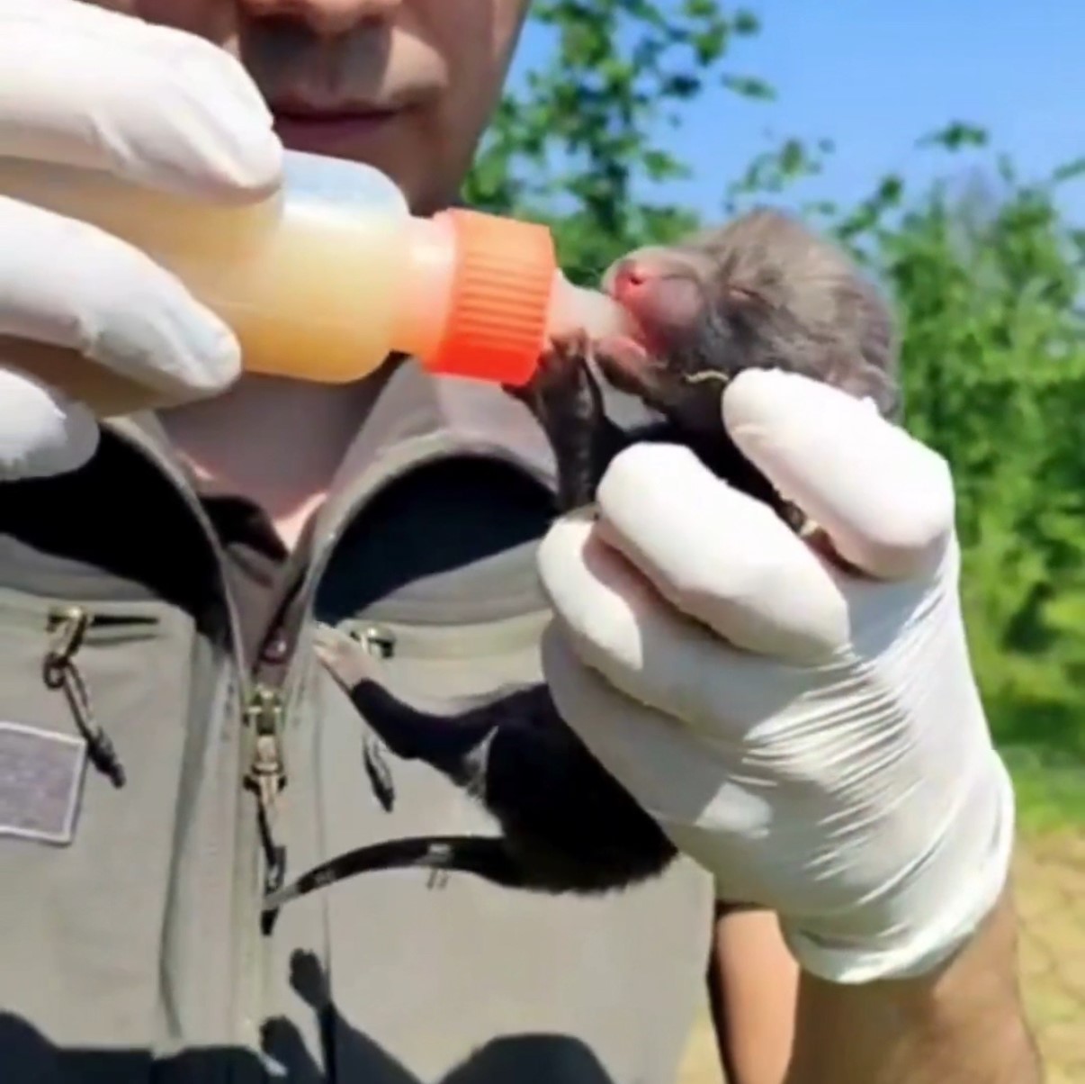 Ev inşaatı sırasında bulunan 9 yavru tilki, bakımları yapılıp doğaya salındı