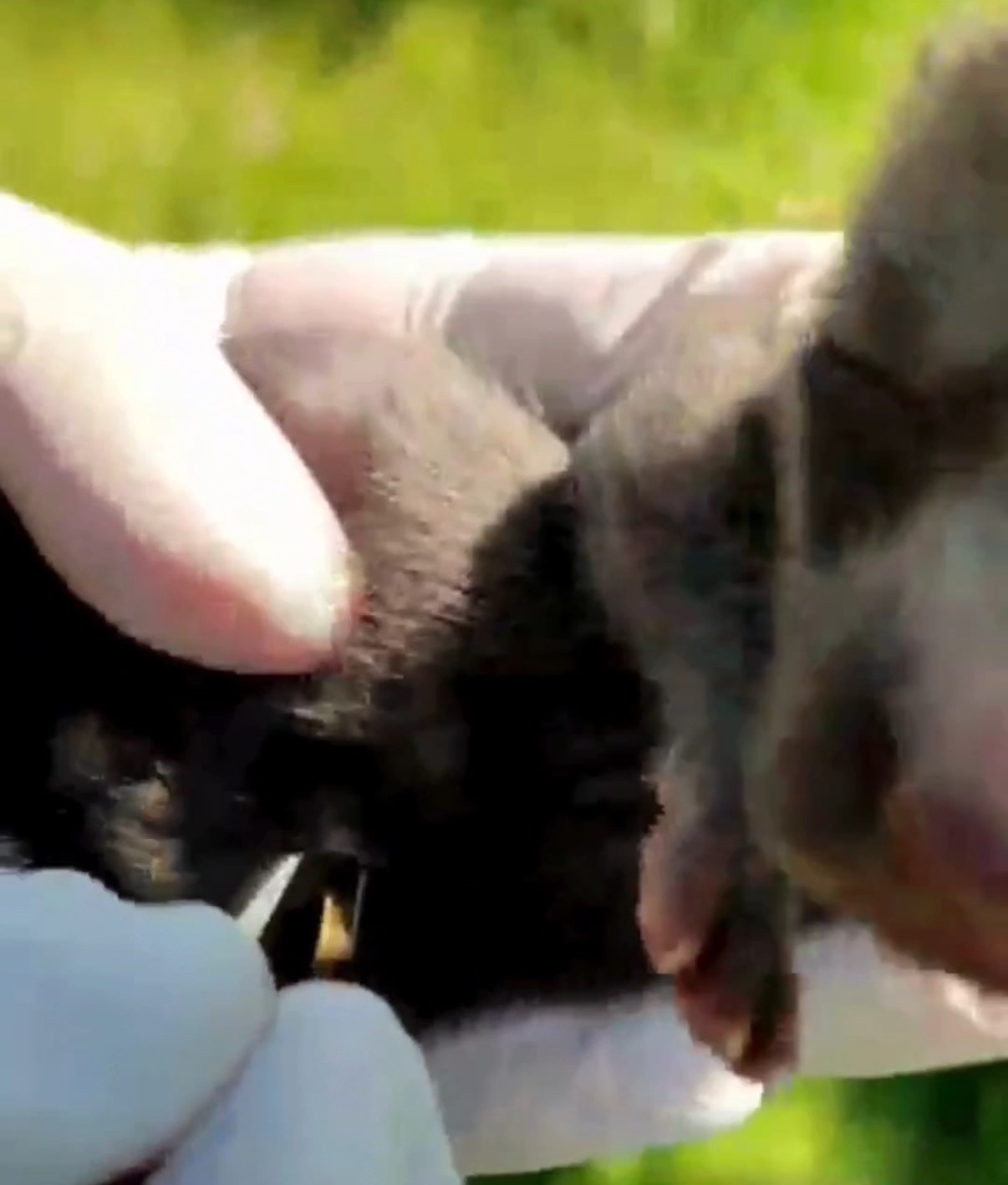 Ev inşaatı sırasında bulunan 9 yavru tilki, bakımları yapılıp doğaya salındı