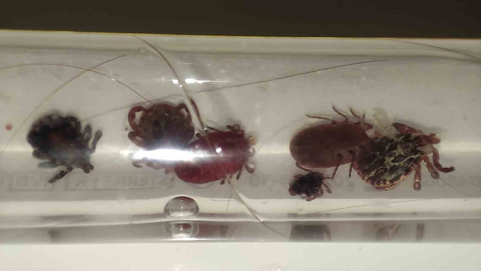 Yozgat’ta kene alarmı, uzmanı uyardı