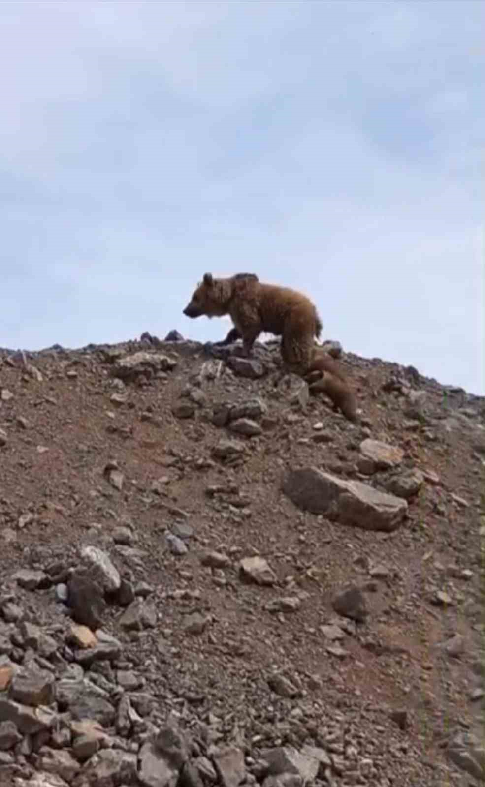 Yüksekova’da kış uykusundan uyanan ayı ailesi görüntülendi