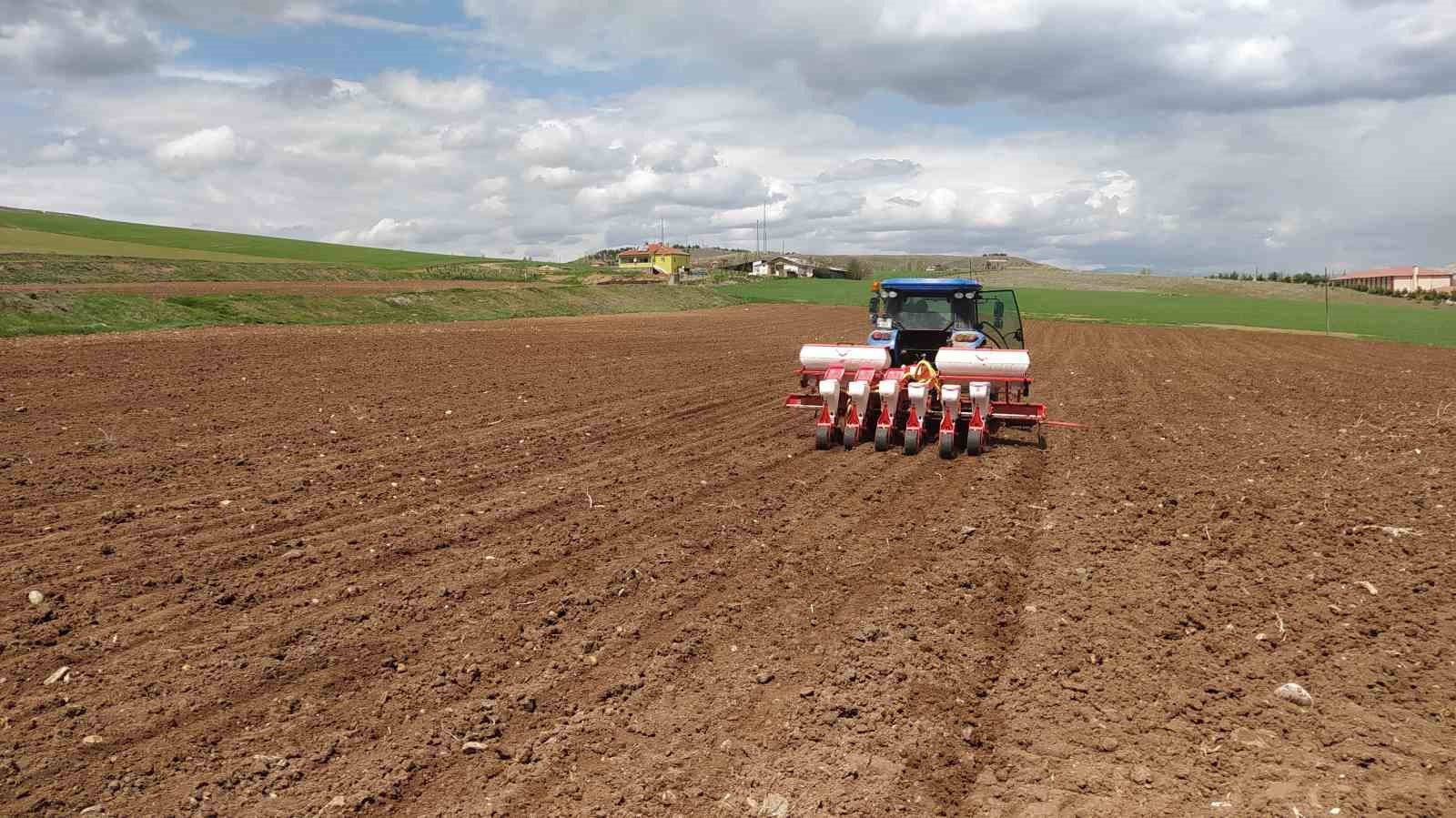 Traktörün direksiyonuna geçen kadın çiftçi, erkeklere taş çıkartıyor