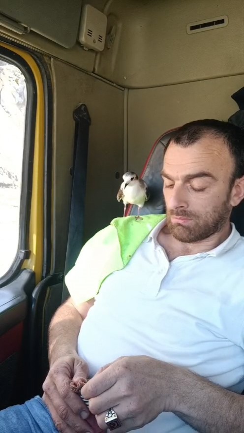 Rizeli’nin minik martı ile dostluğu