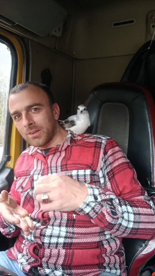 Rizeli’nin minik martı ile dostluğu