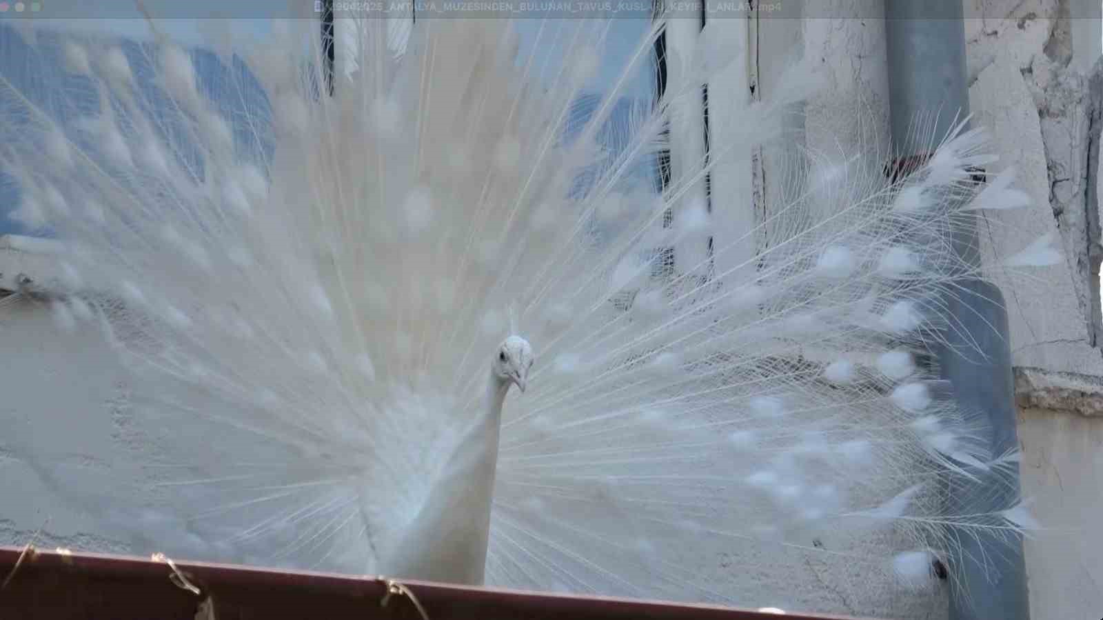 Antalya Arkeoloji Müzesi’nin renkli nöbetçileri tavus kuşları