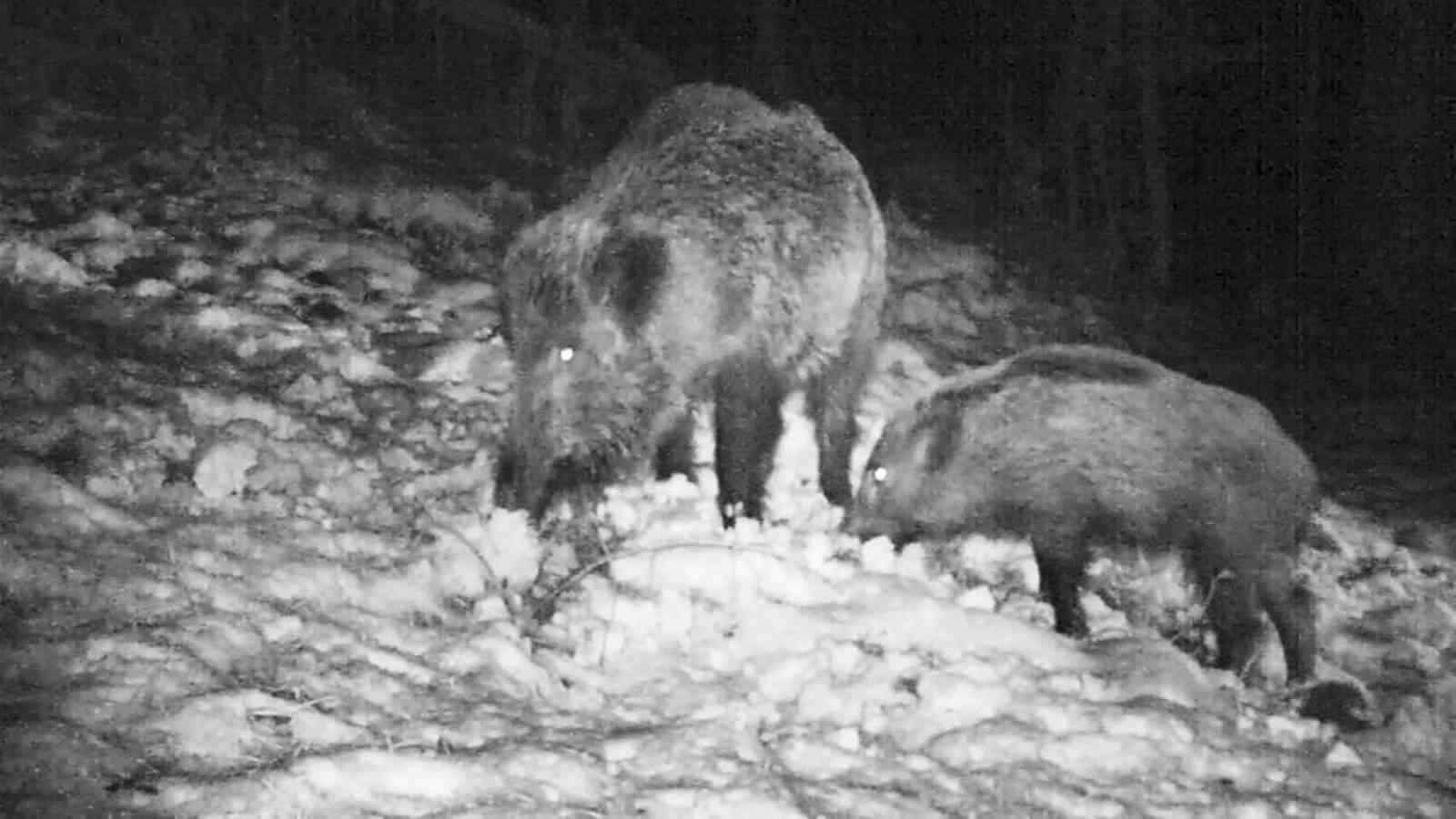 Samsun’da yaban avı geliri arttı