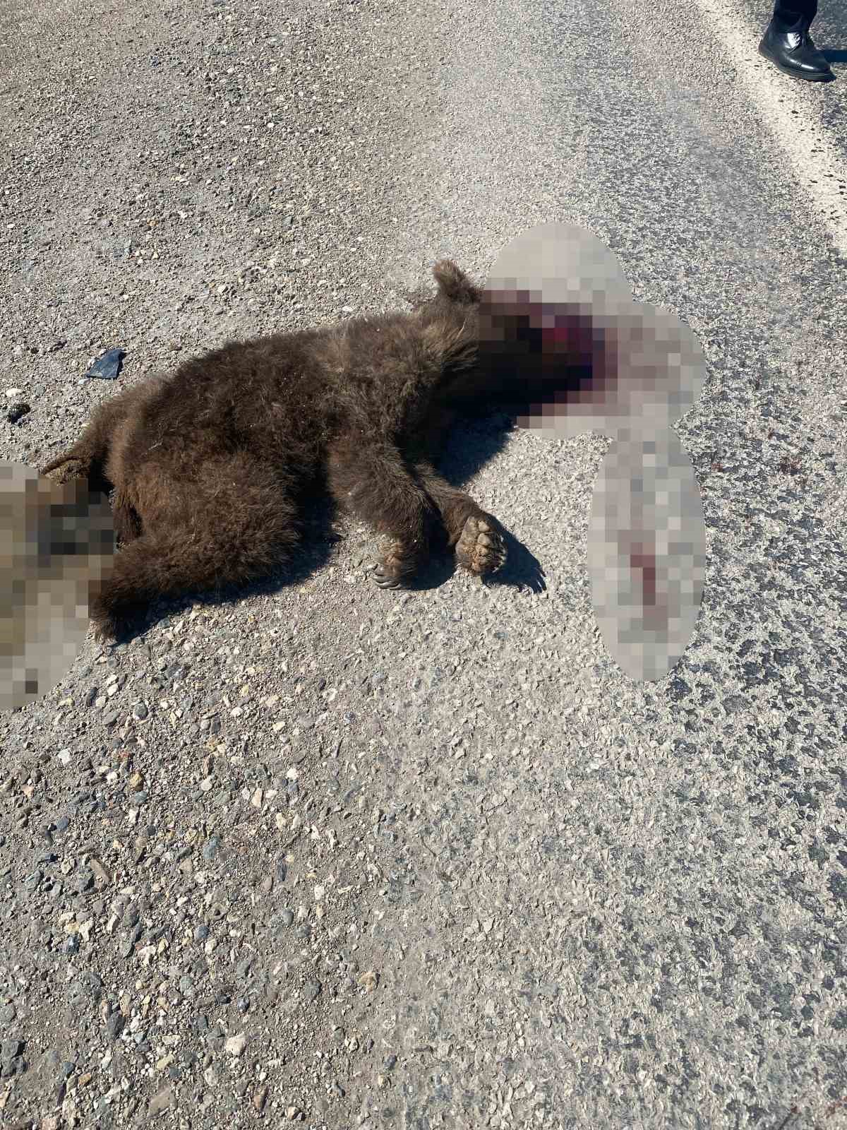 Kastamonu’da aracın çarptığı anne ve yavru ayı telef oldu
