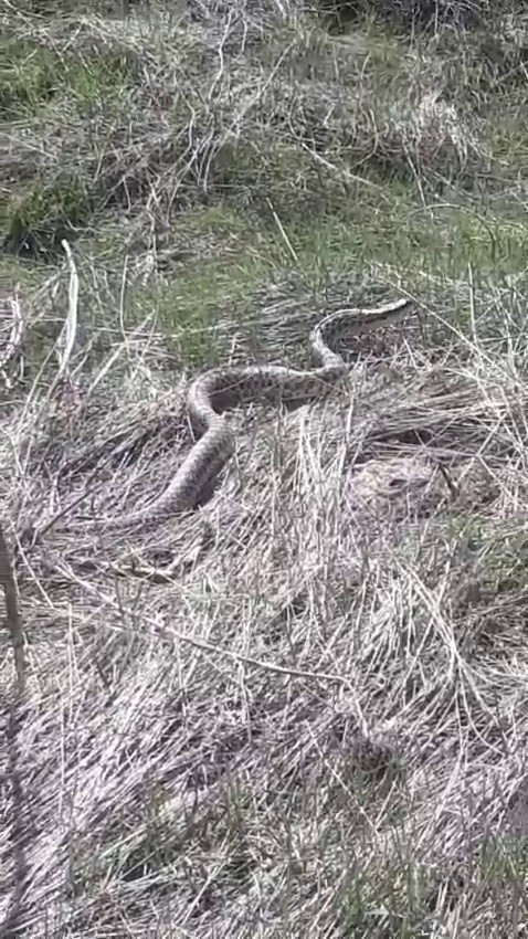 Pazaryolu’nda 3 metre uzunluğunda yılan görüldü
