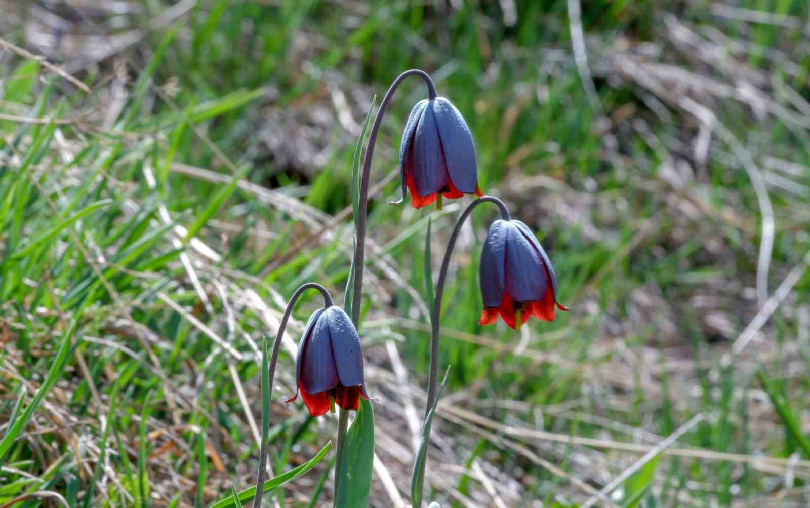 Karayazı’da "Ters Lale" buluşması