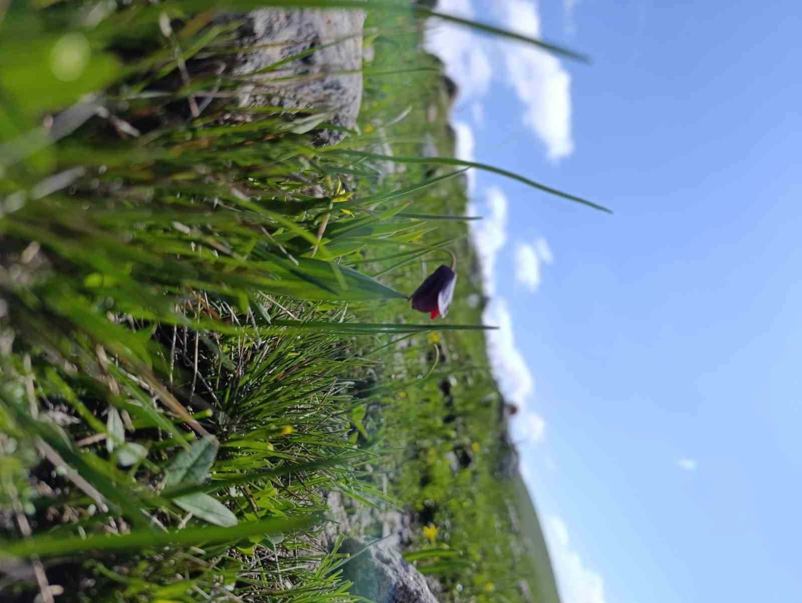 Karayazı’da "Ters Lale" buluşması