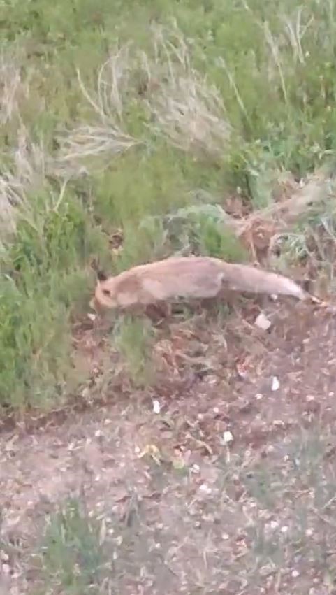 Aç kalan tilki evin bahçesine kadar girdi
