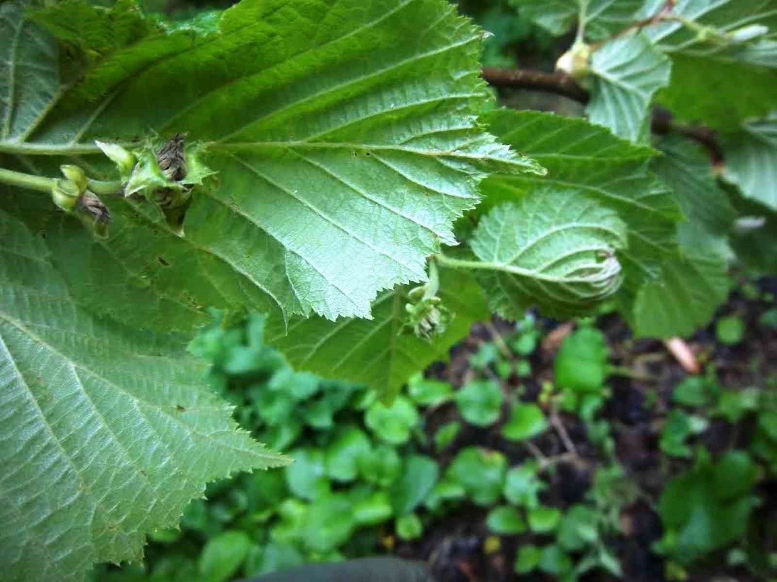 Fındık bahçelerinde bakım işlemlerinin önemi