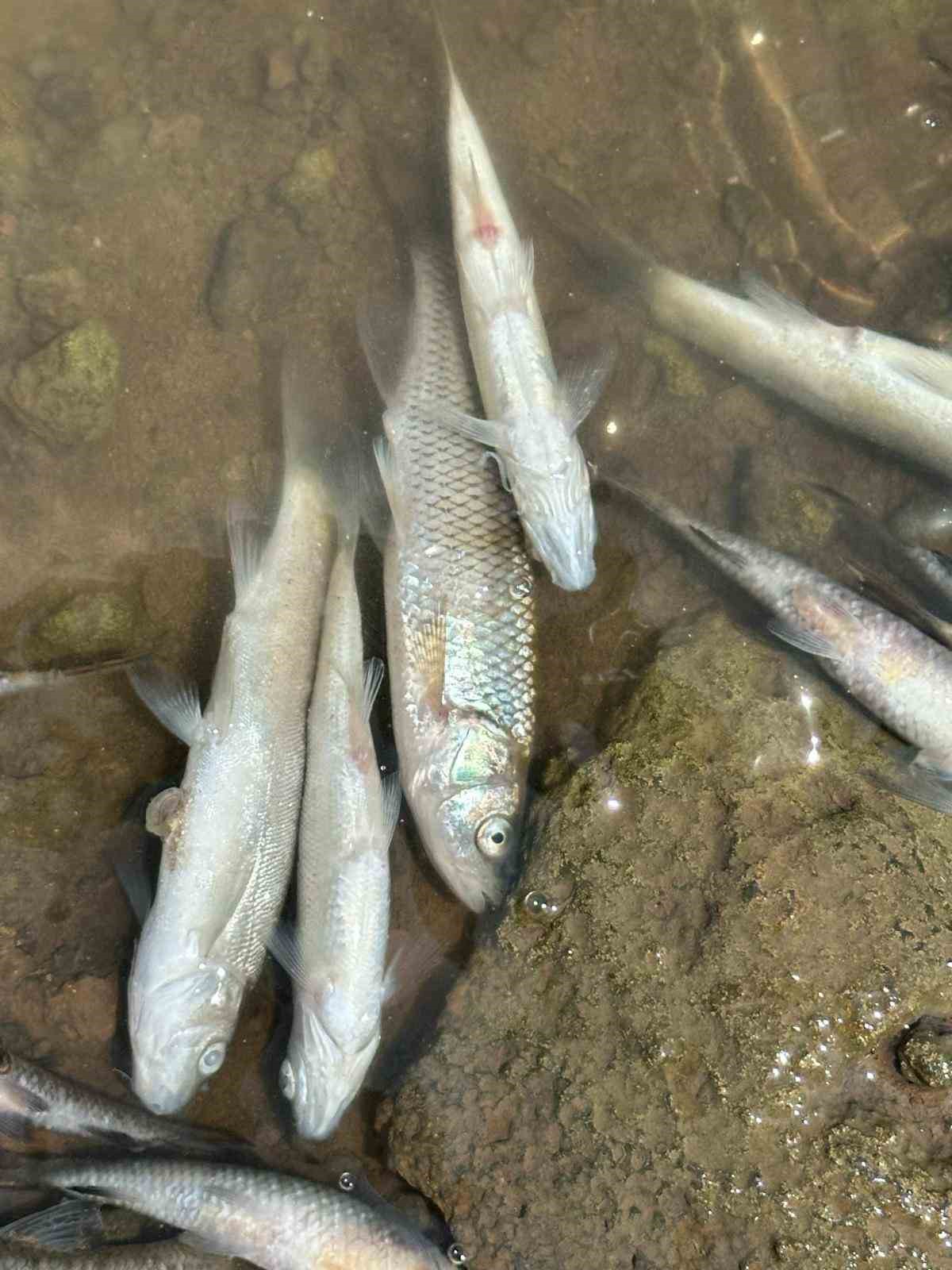 Diyarbakır’da göletteki balık ölümlerine inceleme
