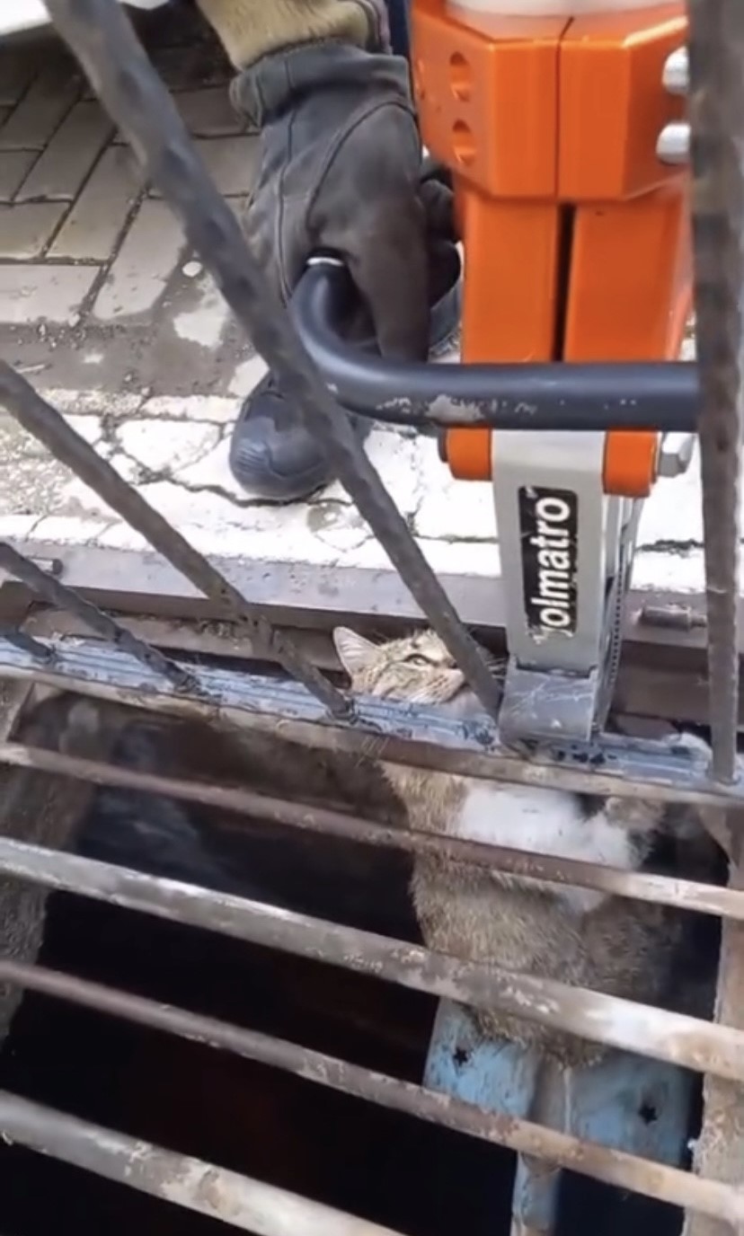 Mazgala sıkışan kediyi itfaiye kurtardı