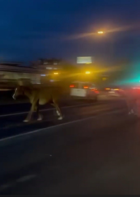 Mersin’de karayoluna çıkan atlar trafiği karıştırdı