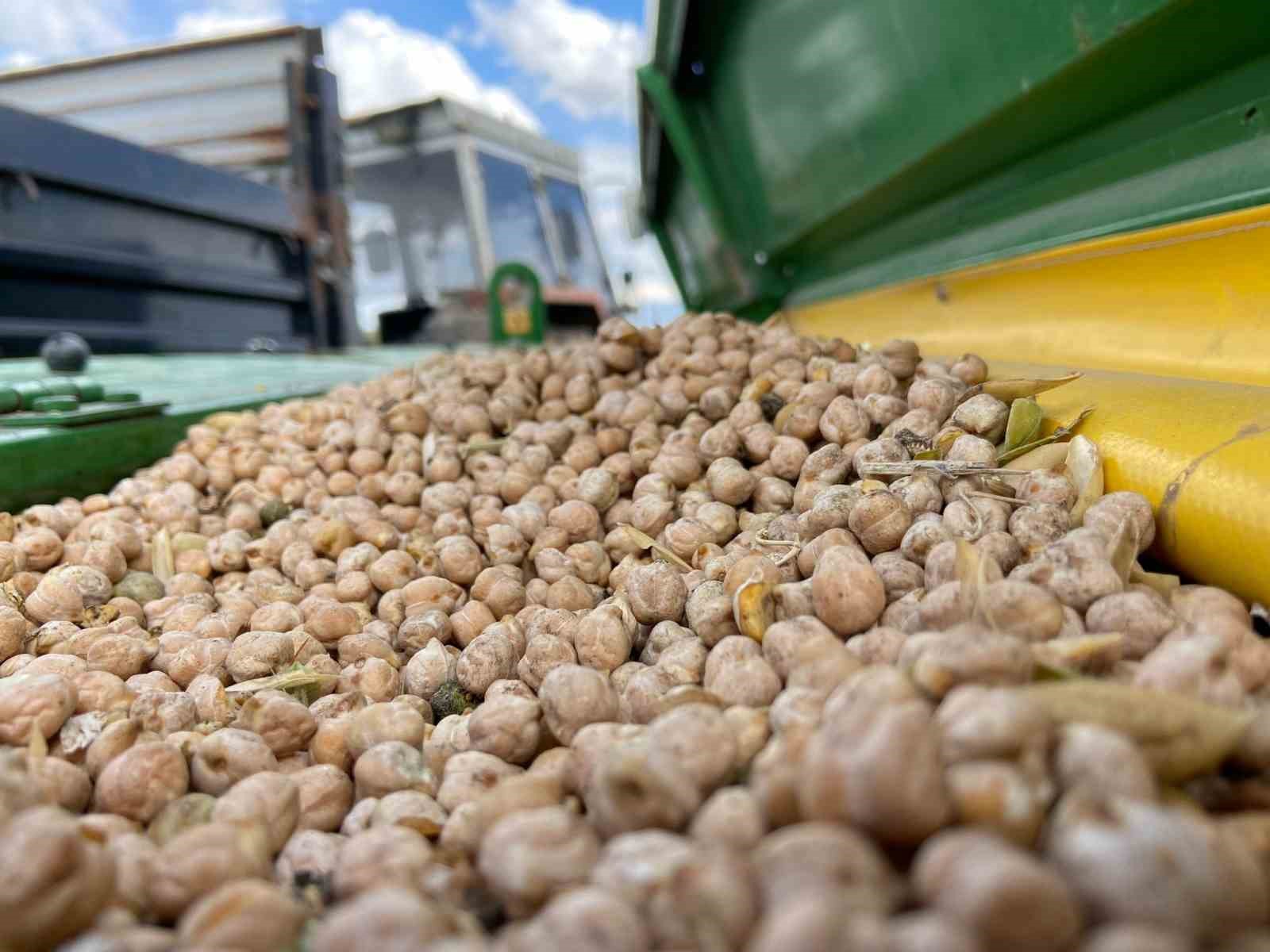 Kars’ın bereketli toprakları nohut ve mercimekle buluştu