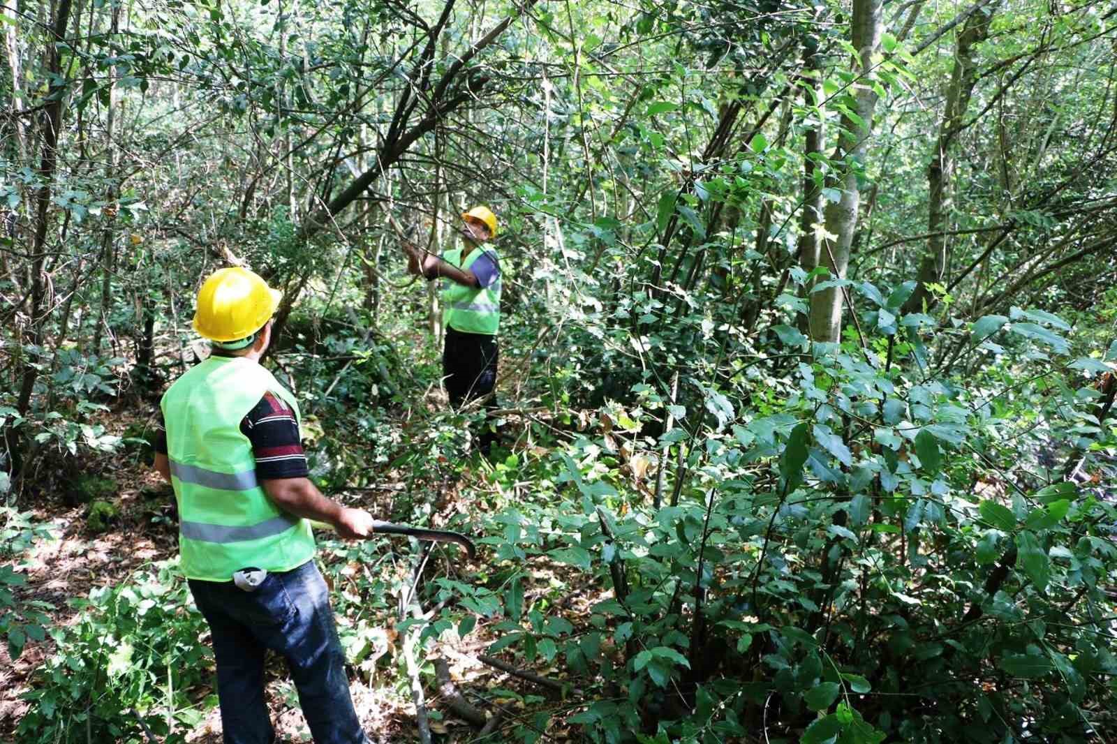 Samsun’da bu yıl bin 965 ton defne yaprağı üretilecek
