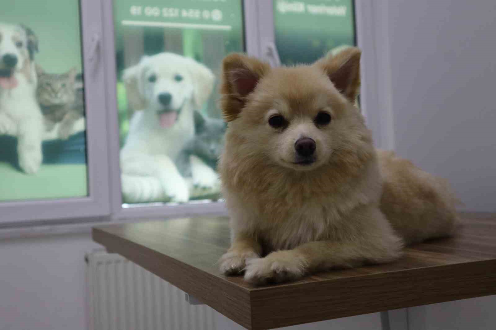 Evcil hayvan sahipleri dikkat: Yaz mevsiminde bunlara dikkat etmek hayati önem taşıyor