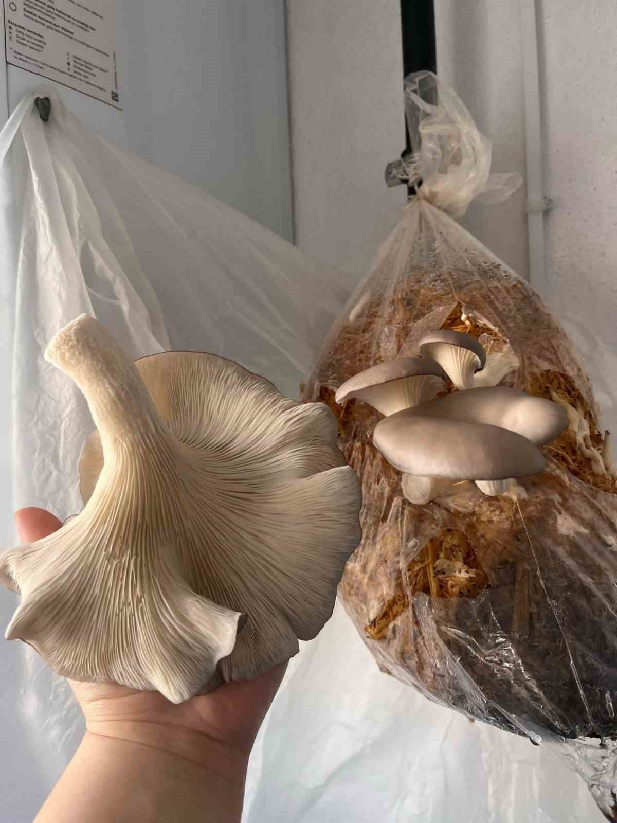 Kadınlara mantar yetiştiriciliği kurusu verildi
